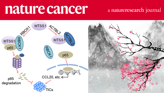 胡國(guó)宏研究組發(fā)現(xiàn)乳腺癌起始細(xì)胞調(diào)控的新機(jī)制