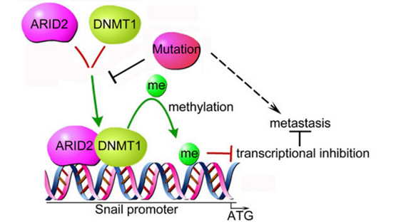 謝東研究組揭示ARID2調(diào)控肝癌轉(zhuǎn)移的新機(jī)制