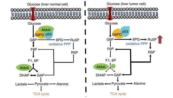 尹慧勇研究組合作發(fā)現(xiàn)調(diào)控肝癌代謝重編程的新機(jī)制