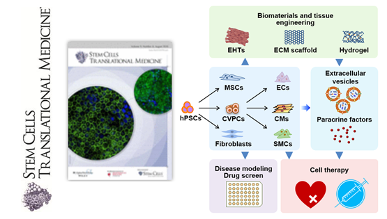 楊黃恬研究員受邀發(fā)表人多能干細胞衍生心肌細胞應用于心臟疾病模型與治療的觀點性綜述