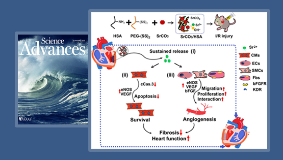 楊黃恬研究組合作發(fā)現(xiàn)活性鍶離子復(fù)合水凝膠促進(jìn)心肌梗死心臟修復(fù)的新作用