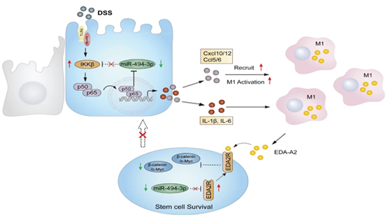 詹麗杏研究組發(fā)現(xiàn)炎癥性腸病中影響腸道干細(xì)胞功能的新機(jī)制