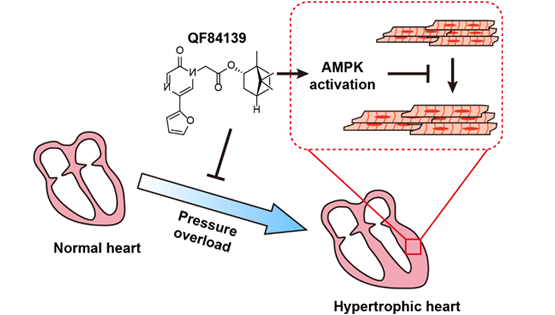 營養(yǎng)與健康所楊黃恬研究組合作發(fā)現(xiàn)新型抗心肌肥厚小分子并揭示作用機制