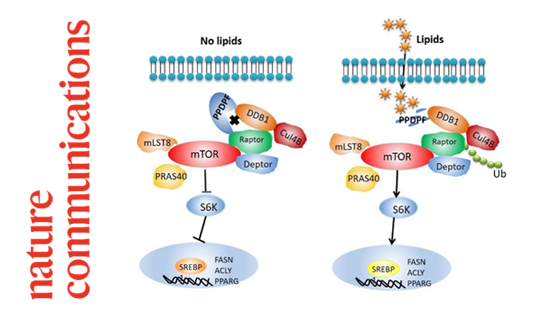 營養(yǎng)與健康所謝東研究組發(fā)現(xiàn)胰腺前體細胞分化與增殖因子PPDPF調(diào)控非酒精性脂肪肝病發(fā)生發(fā)展的作用和機制