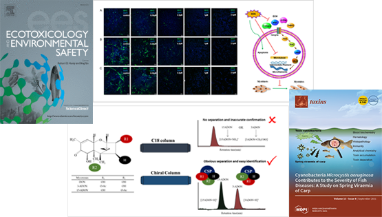 營養(yǎng)與健康所武愛波研究組在嘔吐毒素DON致肌肉細(xì)胞損傷及主要衍生型精準(zhǔn)檢測方面取得研究進(jìn)展