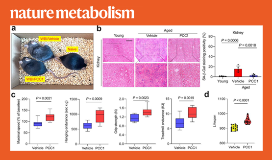 營(yíng)養(yǎng)與健康研究所孫宇研究組揭示植物成分原花青素家族成員C1（PCC1）是潛在的新型Senolytics藥物并可用于機(jī)體延壽和抗衰老治療