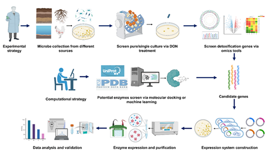 營養(yǎng)與健康研究所武愛波與胡黔楠研究組合作發(fā)表真菌毒素脫氧雪腐鐮刀菌烯醇生物源性安全控制綜述論文