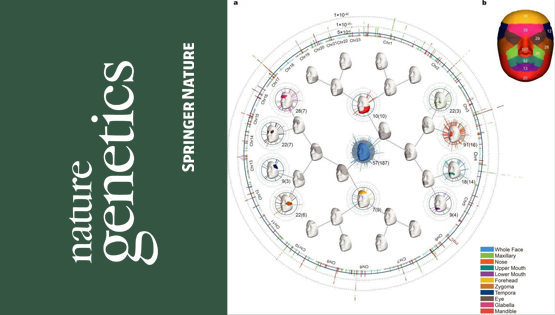 復旦大學、中科院團隊最新成果：揭示東亞面部獨特性遺傳進化機制