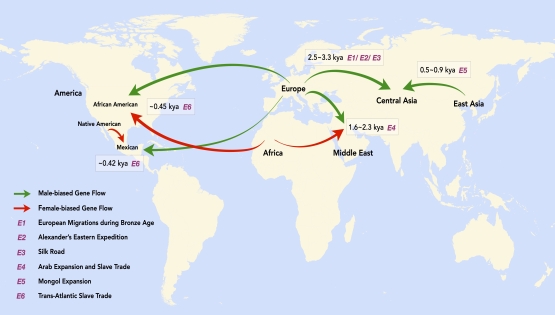 營養(yǎng)與健康所建立重構(gòu)性別偏向性族群融合歷史的新方法MultiWaverX