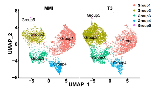 營(yíng)養(yǎng)與健康研究所應(yīng)浩研究組揭示甲狀腺激素促進(jìn)棕色脂肪祖細(xì)胞的細(xì)胞狀態(tài)轉(zhuǎn)變和細(xì)胞周期進(jìn)程的機(jī)制