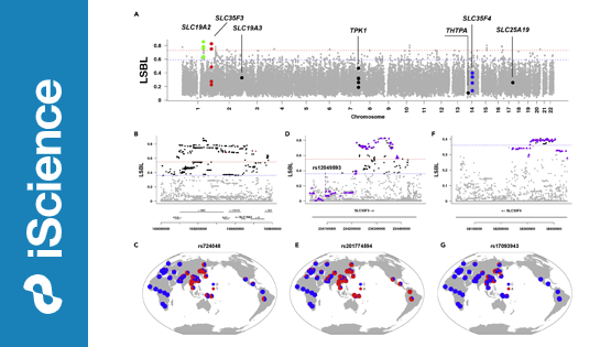 營(yíng)養(yǎng)與健康所解析維生素B1代謝基因在東亞人群中的適應(yīng)性進(jìn)化