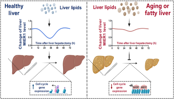 營養(yǎng)與健康所丁秋蓉研究組發(fā)現(xiàn)肝臟再生過程中肝臟脂質(zhì)動態(tài)變化信號轉(zhuǎn)變?yōu)樵偕迯?fù)信號的關(guān)鍵“橋梁”因子