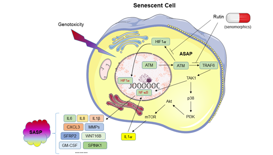 營養(yǎng)與健康所孫宇研究組發(fā)現(xiàn)植物化學(xué)小分子Rutin的潛在抗衰老干預(yù)治療方案