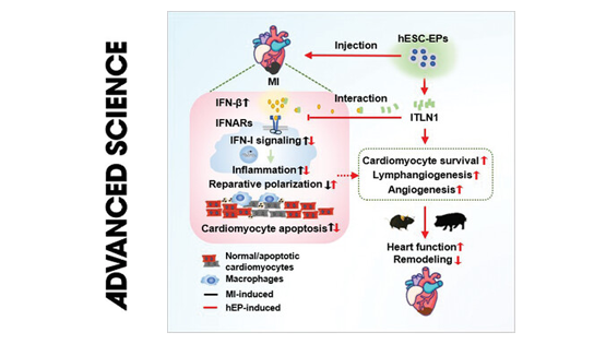 營養(yǎng)與健康所楊黃恬研究組合作發(fā)現(xiàn)人多能干細(xì)胞源心外膜細(xì)胞促進(jìn)梗死心肌修復(fù)的作用和炎癥調(diào)控機(jī)制