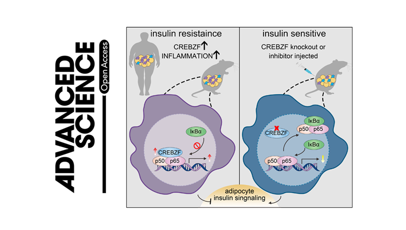 營(yíng)養(yǎng)與健康所李于研究組合作發(fā)現(xiàn)靶向脂肪組織巨噬細(xì)胞的抗糖尿病藥物潛在靶標(biāo)