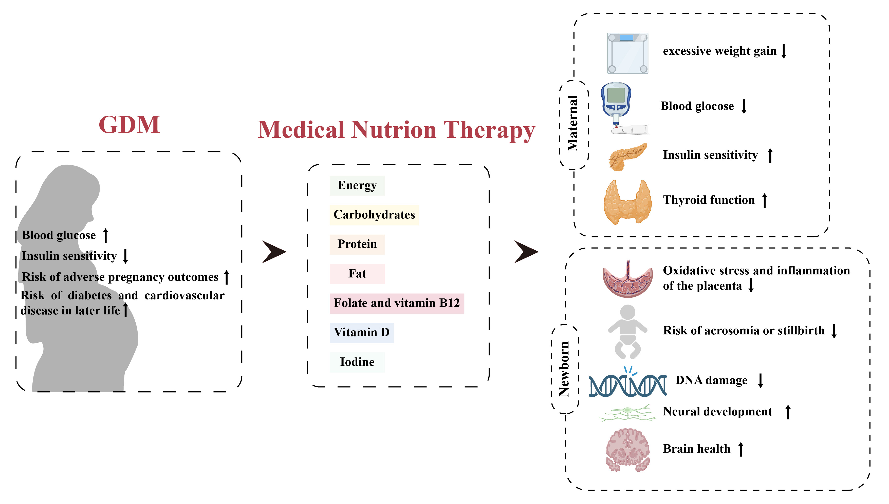 營(yíng)養(yǎng)與健康所營(yíng)養(yǎng)功能食品部發(fā)表妊娠期糖尿病的醫(yī)學(xué)營(yíng)養(yǎng)治療綜述論文