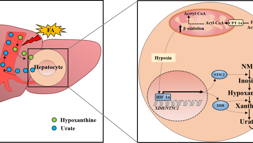 營(yíng)養(yǎng)與健康所尹慧勇團(tuán)隊(duì)合作發(fā)現(xiàn)脂代謝紊亂誘發(fā)高尿酸血癥新機(jī)制