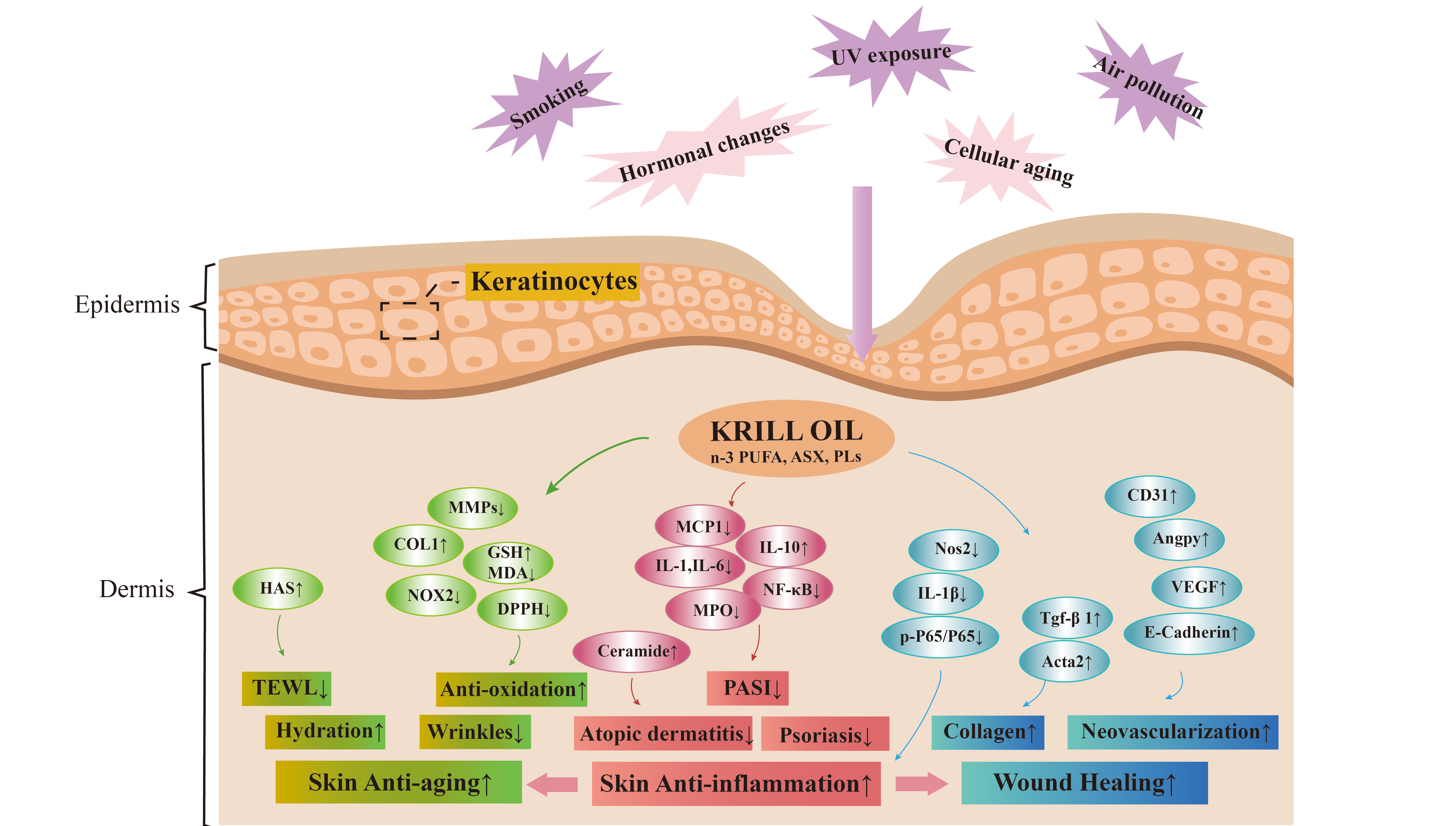 營養(yǎng)與健康所營養(yǎng)功能食品部發(fā)表南極磷蝦油在皮膚健康中的作用與機制的綜述論文