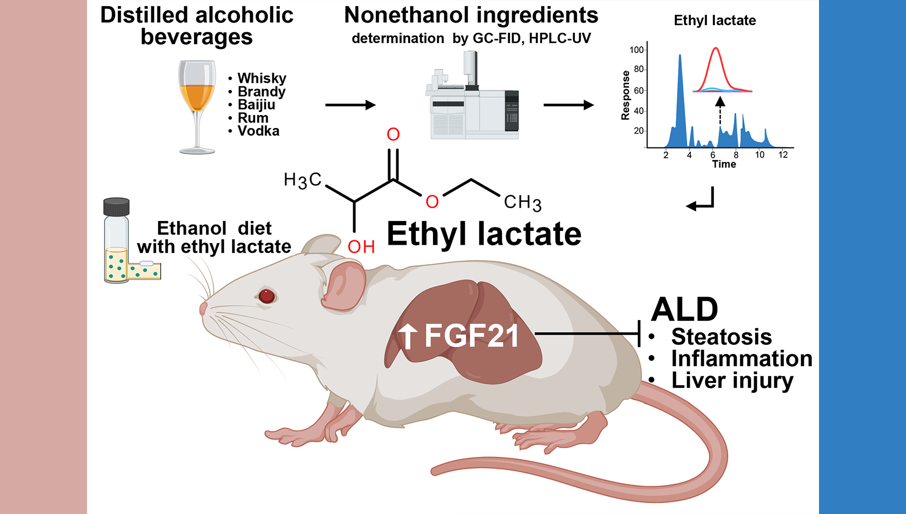 營(yíng)養(yǎng)與健康所李于研究組合作發(fā)現(xiàn)小分子化合物乳酸乙酯通過(guò)激活FGF21改善肝損傷與酒精相關(guān)性肝病