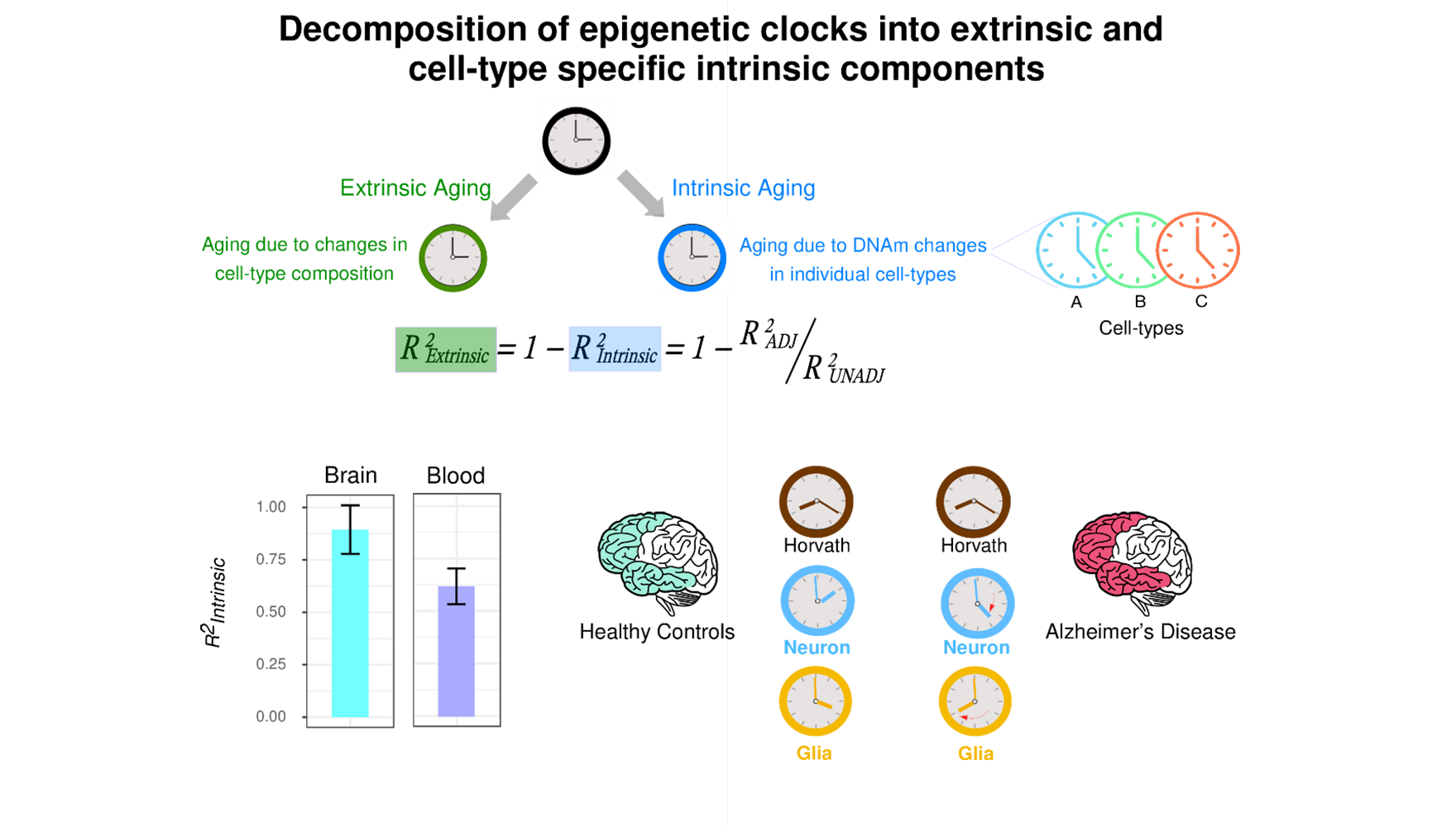 營(yíng)養(yǎng)與健康所Andrew E. Teschendorff研究組利用表觀遺傳時(shí)鐘量化單一細(xì)胞類型的生物衰老