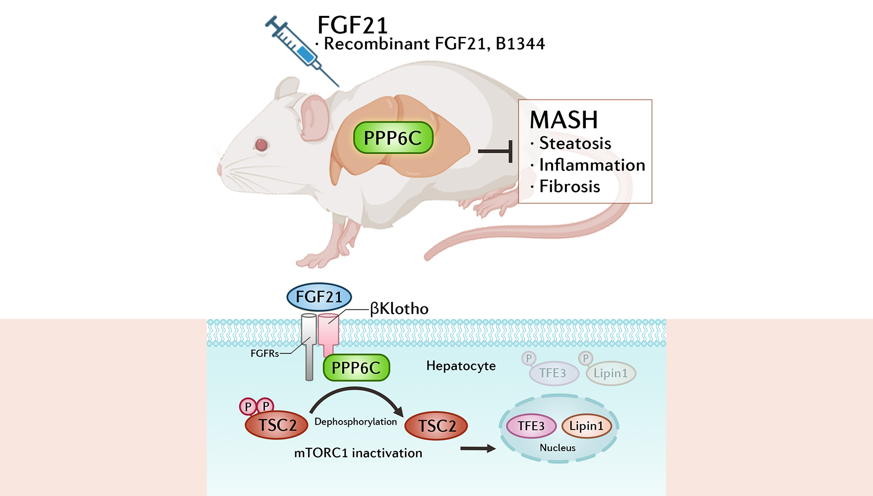 營(yíng)養(yǎng)與健康所李于研究組發(fā)現(xiàn)FGF21激活PPP6C治療肝纖維化與代謝功能障礙相關(guān)脂肪性肝炎
