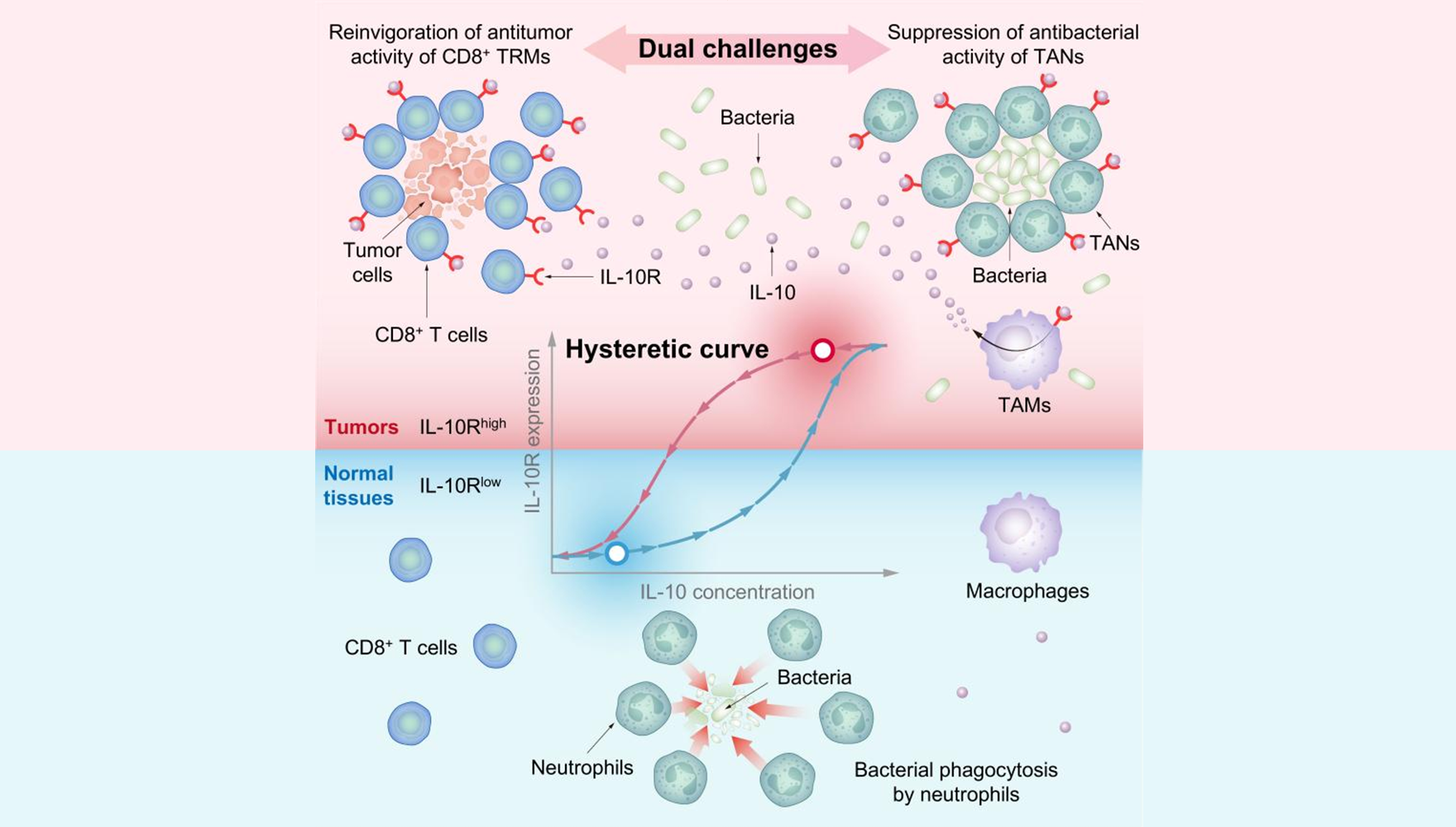 營(yíng)養(yǎng)與健康所肖意傳研究組合作揭示合成生物細(xì)菌腫瘤療法關(guān)鍵原理