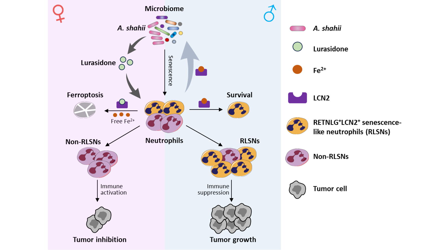 營(yíng)養(yǎng)與健康所肖意傳研究組合作發(fā)現(xiàn)中性粒細(xì)胞衰老影響腫瘤性別差異的新機(jī)制