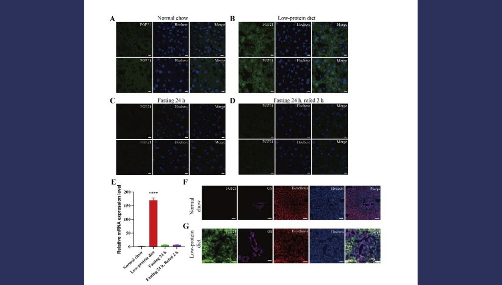 營(yíng)養(yǎng)與健康所陳雁研究組利用報(bào)告基因小鼠模型揭示FGF21響應(yīng)飲食方式的表達(dá)特征
