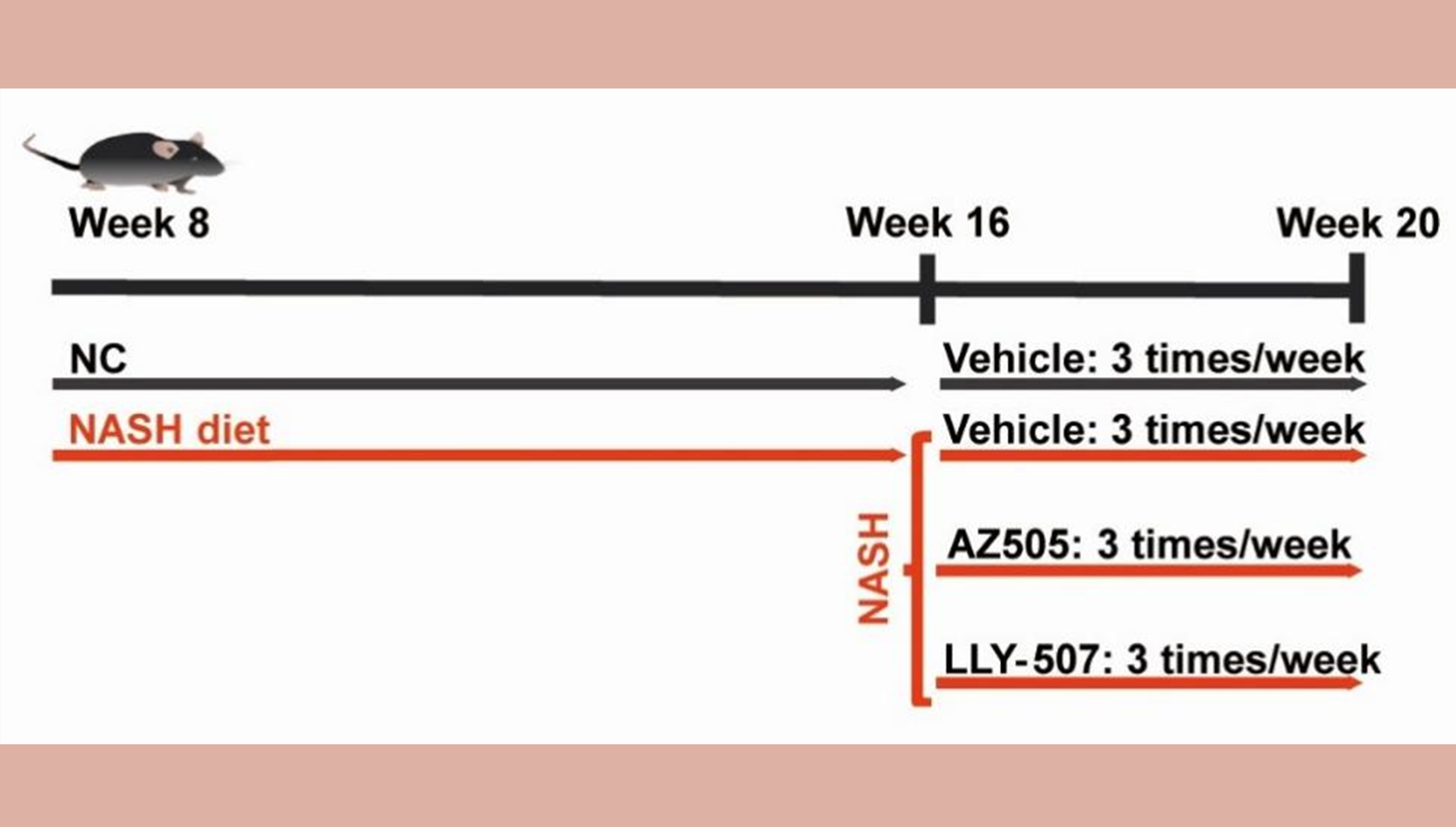 營養(yǎng)與健康所陳雁研究組發(fā)現(xiàn)蛋白甲基轉(zhuǎn)移酶SMYD2抑制劑對非酒精性脂肪性肝炎（NASH）的療效不佳