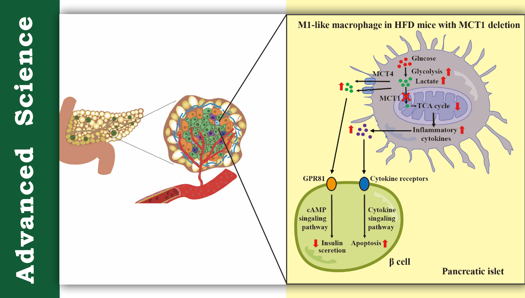 營養(yǎng)與健康所陳雁研究組發(fā)現(xiàn)乳酸穿梭調(diào)控巨噬細(xì)胞極化并參與2型糖尿病進(jìn)程