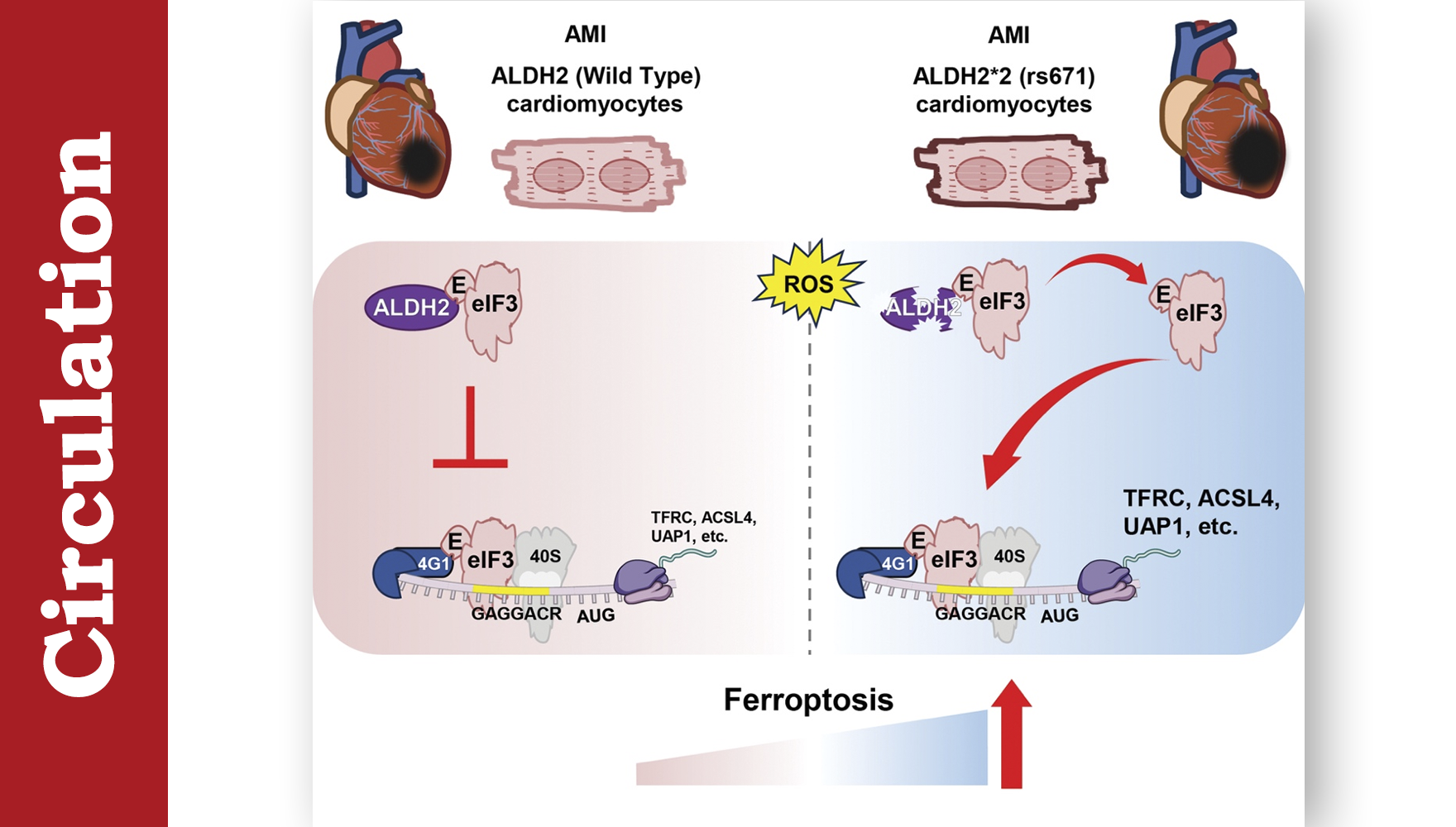營養(yǎng)與健康所尹慧勇團隊合作揭示心肌梗死過程中蛋白翻譯調控心肌細胞鐵死亡機制