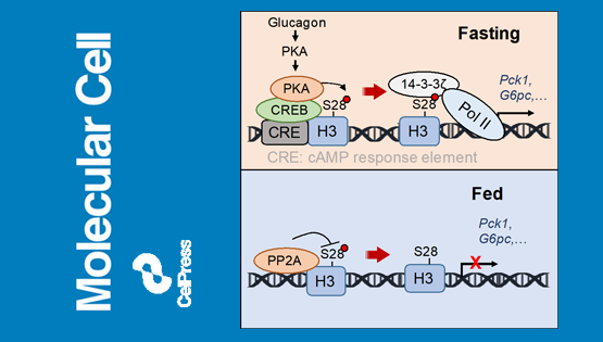 營(yíng)養(yǎng)與健康所丁秋蓉研究組發(fā)現(xiàn)組蛋白磷酸化響應(yīng)激素信號(hào)調(diào)控肝臟糖異生的分子機(jī)制