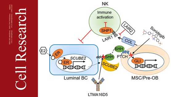 營(yíng)養(yǎng)與健康所胡國(guó)宏研究組發(fā)現(xiàn)管腔型乳腺癌骨轉(zhuǎn)移傾向性的機(jī)制