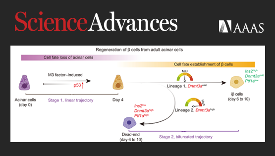 營(yíng)養(yǎng)與健康所邵振研究組合作揭示了體內(nèi)誘導(dǎo)腺泡細(xì)胞轉(zhuǎn)分化再生β細(xì)胞的關(guān)鍵因子