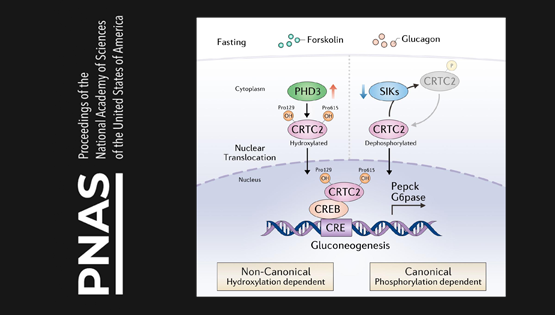營(yíng)養(yǎng)與健康所李于研究組合作發(fā)現(xiàn)脯氨酸羥基化修飾調(diào)控2型糖尿病的新機(jī)制