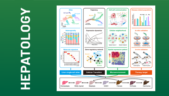 營(yíng)養(yǎng)與健康所李虹研究組發(fā)表綜述：?jiǎn)渭?xì)胞及空間組學(xué)技術(shù)在肝臟領(lǐng)域的應(yīng)用