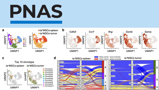 營養(yǎng)與健康所組織干細(xì)胞與免疫研究組發(fā)現(xiàn)具有強(qiáng)效、持久腫瘤殺傷功能的T細(xì)胞新亞群