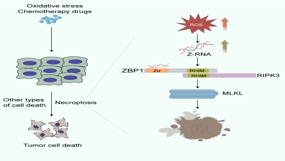 營(yíng)養(yǎng)與健康所錢(qián)友存研究組發(fā)現(xiàn)內(nèi)源Z-RNA形成及其在抗腫瘤治療中的新功能