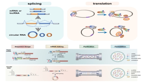 營養(yǎng)與健康所王澤峰研究組受邀發(fā)表mRNA療法進(jìn)展綜述