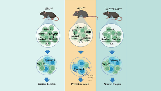 營(yíng)養(yǎng)與健康所章海兵研究組合作揭示T細(xì)胞免疫穩(wěn)態(tài)與衰老的作用關(guān)系
