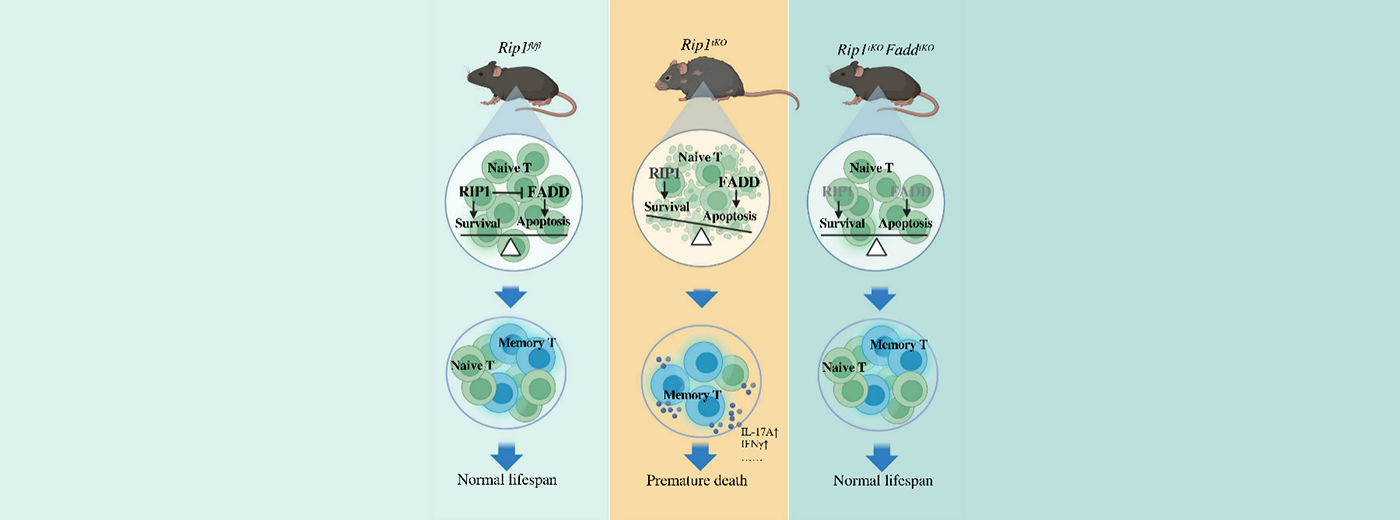 營養(yǎng)與健康所章海兵研究組合作揭示T細胞免疫穩(wěn)態(tài)與衰老的作用關(guān)系