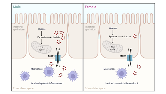 營(yíng)養(yǎng)與健康所陳雁研究組發(fā)現(xiàn)腸道MCT1在介導(dǎo)乳酸轉(zhuǎn)運(yùn)和調(diào)控代謝穩(wěn)態(tài)中的性別差異