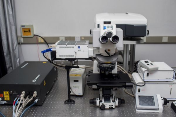 雙光子激光掃描共聚焦顯微鏡LSM 880 NLO